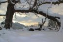 Snow tree - Wigmore Dec 2010